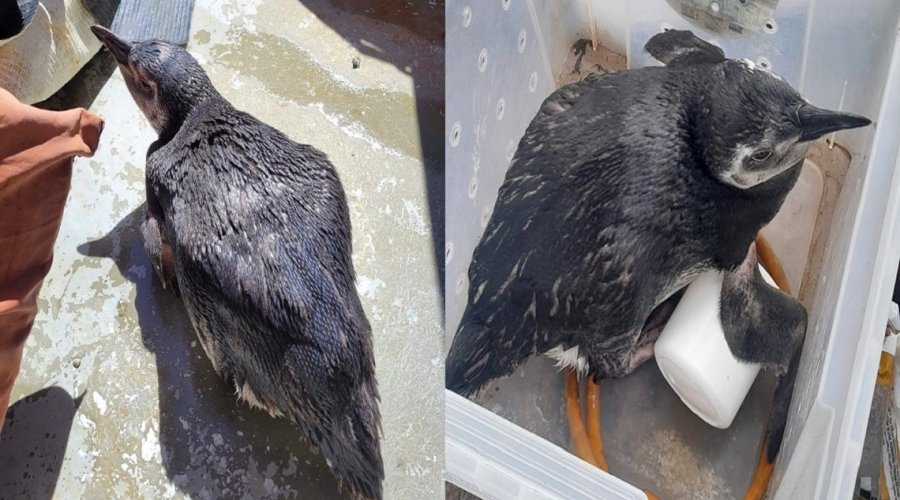 [Três pinguins já foram resgatados pela Guarda Civil em Salvador neste mês de julho]