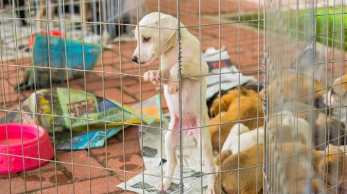 [Shopping Cajazeiras realiza Feira para Adoção de Pets no próximo sábado]