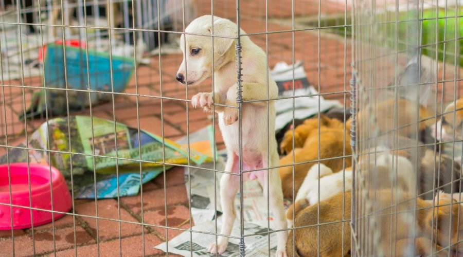 [Shopping Cajazeiras realiza Feira para Adoção de Pets no próximo sábado]