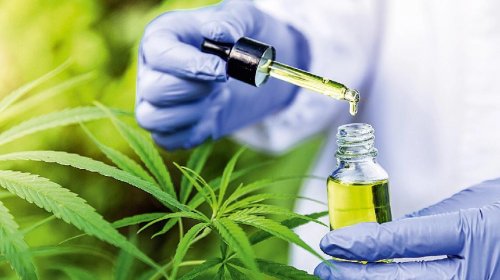 [Conselho Federal de Medicina vai abrir consulta pública sobre uso da cannabis medicinal]