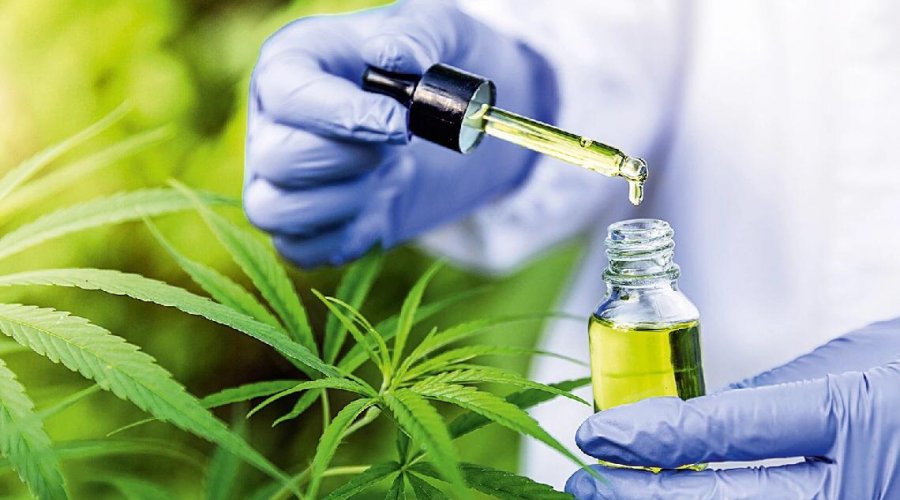 [Conselho Federal de Medicina vai abrir consulta pública sobre uso da cannabis medicinal]