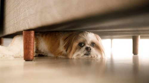 [Fogos de artifício podem perturbar os pets, veja dicas que podem ajudar durante os jogos da Co...]