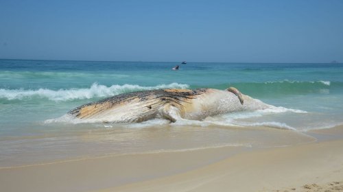 [Projeto da Petrobras encontra mais de 30 mil animais mortos em praias]