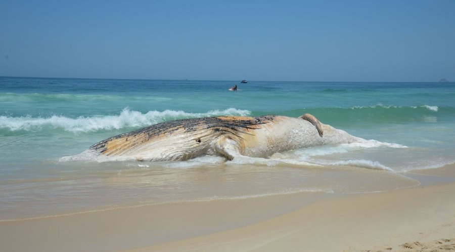 [Projeto da Petrobras encontra mais de 30 mil animais mortos em praias]