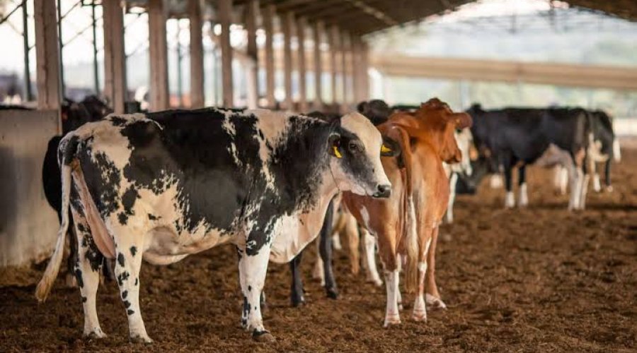 [Ministro da Agricultura diz que caso investigado de doença da vaca louca deve ser atípico e não representa risco à saúde pública]