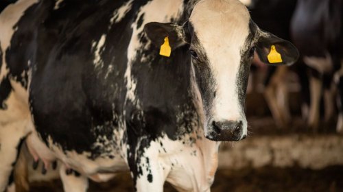 [Caso de doença da 'vaca louca' é confirmado, Ministério diz ser atípico e que doença não é tra...]