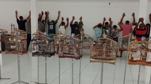 [Mais de 30 pessoas são flagradas pela polícia com aves em Salvador; alguns animais estavam ani...]