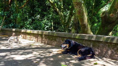 [Cães e gatos também são considerados espécies invasoras no Brasil]