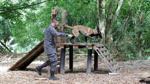 [Companhia da Polícia Militar prepara cães para salvar e proteger vidas na Bahia]