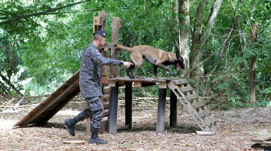 [Companhia da Polícia Militar prepara cães para salvar e proteger vidas na Bahia]