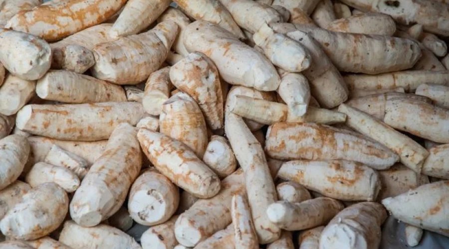 [CAR apresenta ação Raízes da Bahia para fortalecer mandiocultura na agricultura familiar]