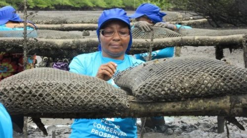 [Marisqueiras do Recôncavo recebem embarcações para cultivo de ostras]
