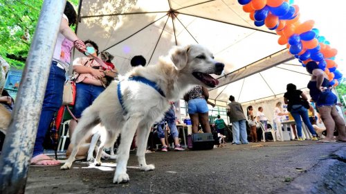 [Cãominhada: trilha para cachorros e tutores acontece no Parque da Cidade, em Salvador; veja co...]