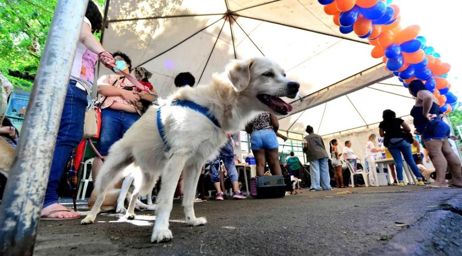 [Cãominhada: trilha para cachorros e tutores acontece no Parque da Cidade, em Salvador; veja como participar]