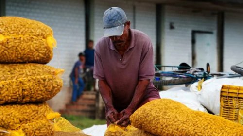 [Feira de São João na Ceasa movimenta a economia baiana e traz produtos tradicionais a preços a...]