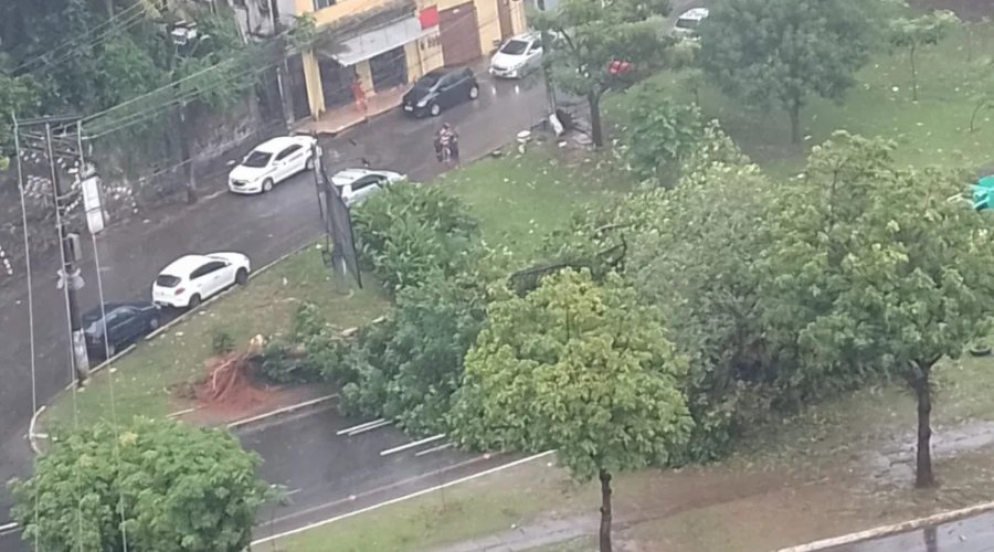 [Árvore cai e pista fica parcialmente bloqueada na Avenida Garibaldi em Salvador]