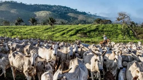 [Brasil tem mais cabeças de gado do que pessoas; confira os 11 estados com maior número de bovi...]