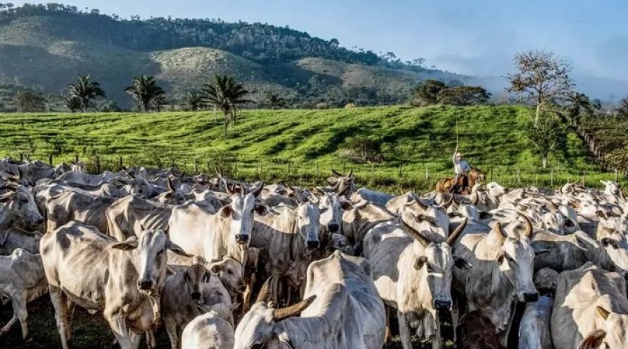 [Brasil tem mais cabeças de gado do que pessoas; confira os 11 estados com maior número de bovinos]