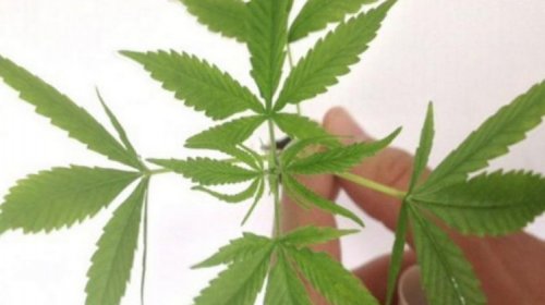 [Anvisa proíbe a importação de flores de maconha para fins medicinais]