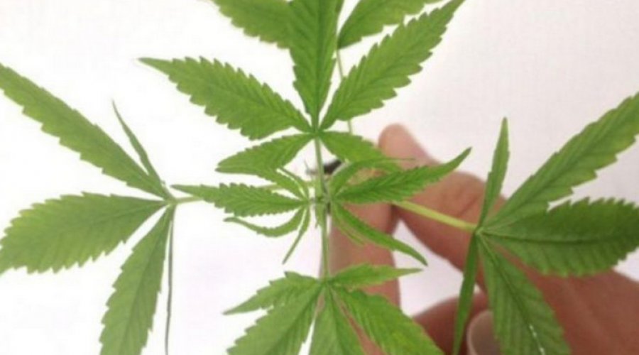 [Anvisa proíbe a importação de flores de maconha para fins medicinais]