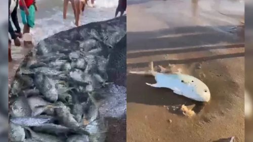 [Pescadores pescam mais de 1.400 peixes na Praia de Itapuã, em Salvador]