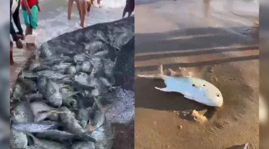 [Pescadores pescam mais de 1.400 peixes na Praia de Itapuã, em Salvador]