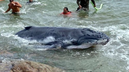 [Filhote de jubarte encalha em praia de Salvador; caso é o 8º registrado na Bahia em 2023]