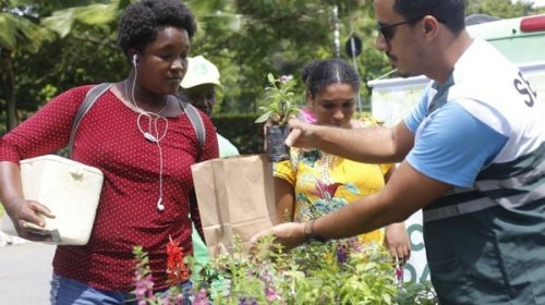 [Caravana das Flores distribuirá mudas gratuitas em Salvador; primeira parada será no Parque da...]