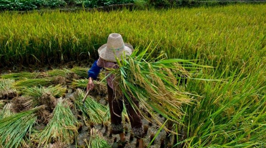 [Bahia tem mais de 100 pessoas escravizadas e 26 empregadores na lista do trabalho escravo]