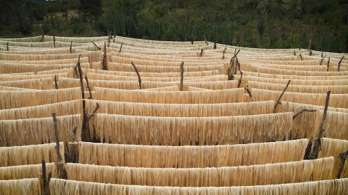 [Ouro verde do sertão': Bahia tem a maior produção de sisal do mundo]