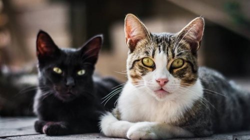 [Bahia registra aumento de 22% em casos de doença transmitida por gatos]