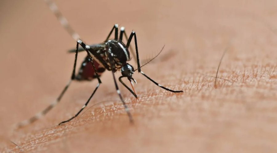 [Bahia registra aumento de dengue em 35,7%]