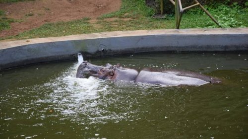 [Com nova onda de calor, zoológico de Salvador adota medidas de cuidado aos animais]