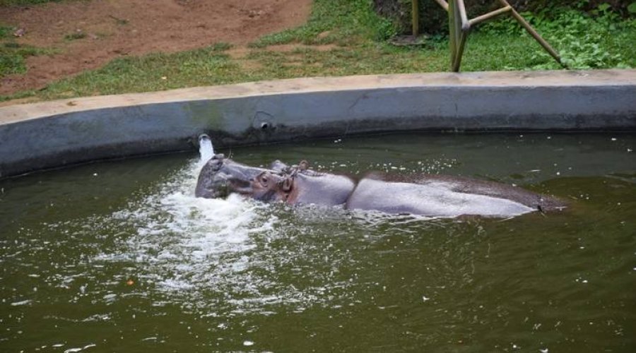 [Com nova onda de calor, zoológico de Salvador adota medidas de cuidado aos animais]