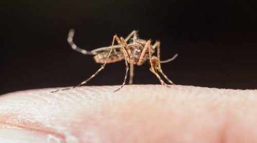 [Bahia registra aumento de 33% nos casos de dengue; vacina ainda não está disponível para todos]