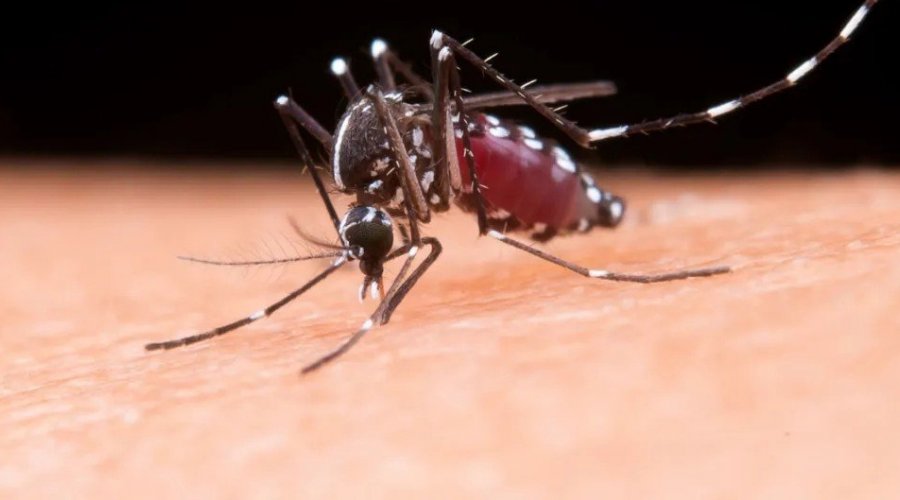 [Bahia tem 13 municípios em epidemia de dengue]