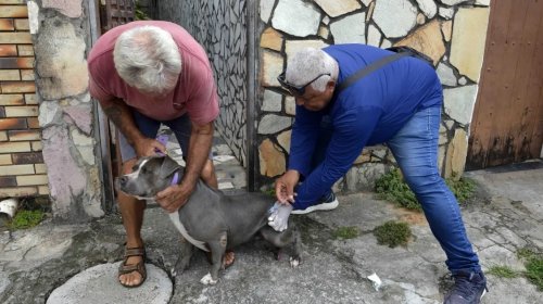 [Campanha de vacinação antirrábica chega a locais de grande movimento em Salvador]