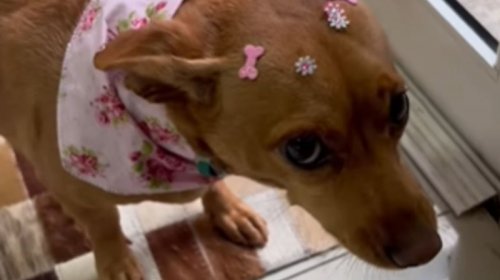 [Cadelinha não aceita laços do pet shop e arranca gargalhadas na internet]