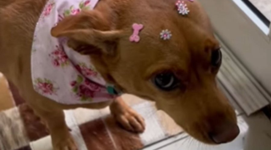 [Cadelinha não aceita laços do pet shop e arranca gargalhadas na internet]