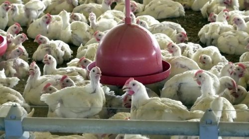 [Brasil declara erradicada a gripe aviária em granjas comerciais e busca retomada das exportações]