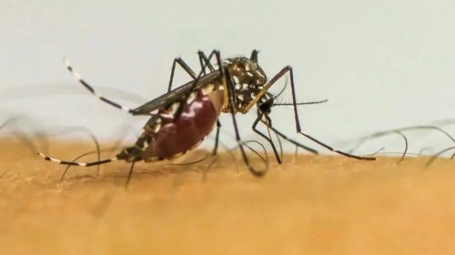 [China enfrenta maior surto de chikungunya já registrado no país]