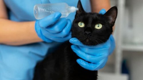 [Entenda quando a queda de pelos em gatos é normal e quando exige atenção veterinária]