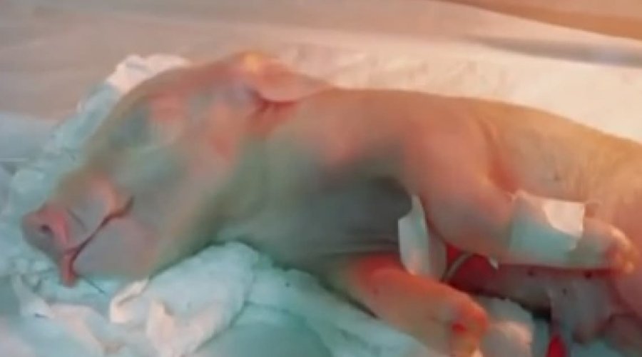 [Brasil avança na ciência com clonagem inédita de porco para transplantes]