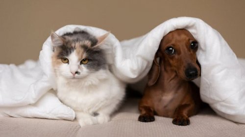 [Temperaturas baixas podem aumentar dores articulares em cães e gatos; especialistas orientam cuidados]