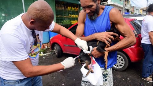 [Salvador inicia campanha de vacinação antirrábica para cães e gatos em mais de 90 pontos]