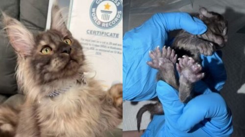 [Com 29 dedos, gato dos Estados Unidos conquista recorde no Guinness]